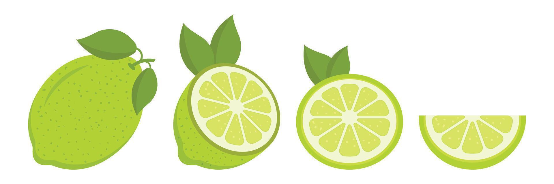Lime fruit icon set in flat style. Organic fruits illustration on isolated background. Vitamin C food sign business concept. vector