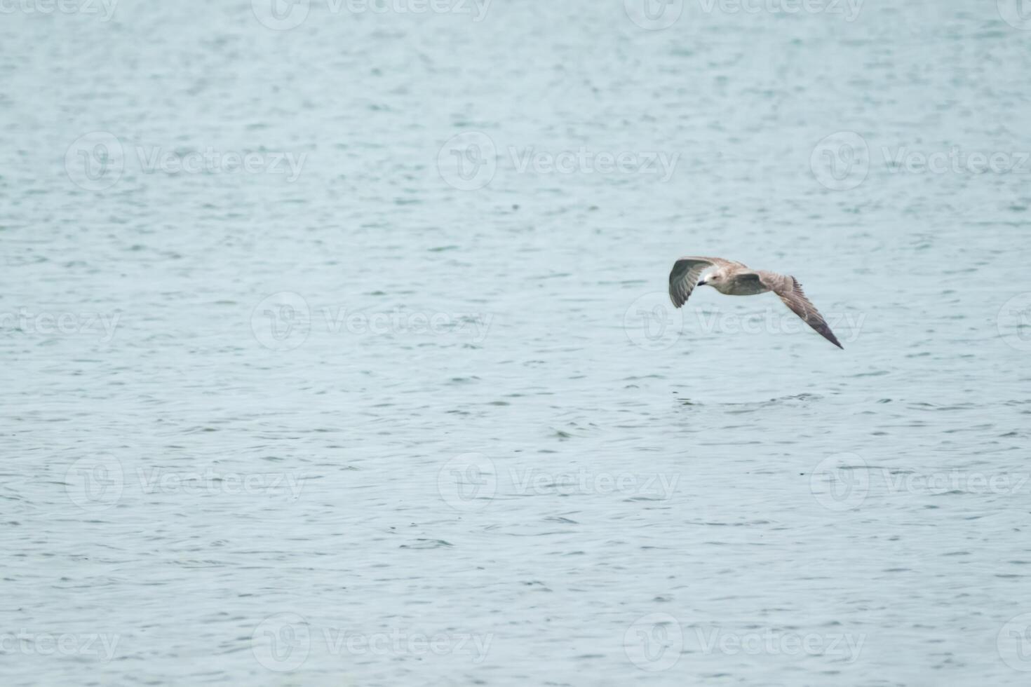 seagull flies over the sea photo
