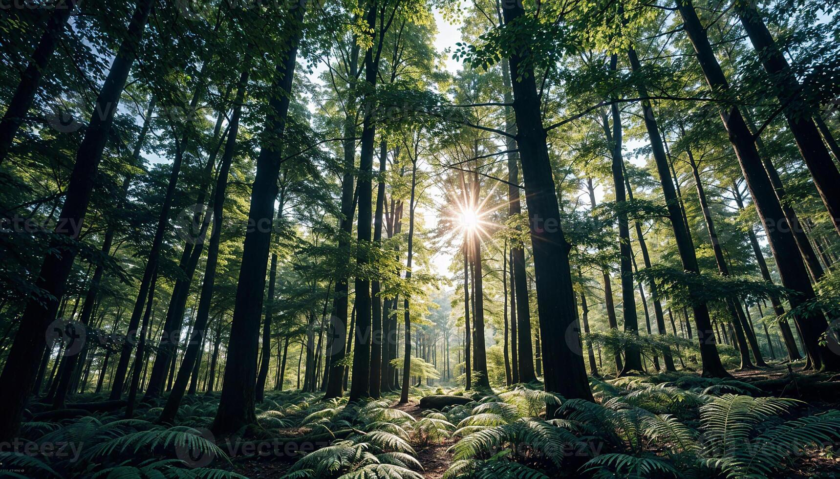 A Tranquil Woodland Scene photo