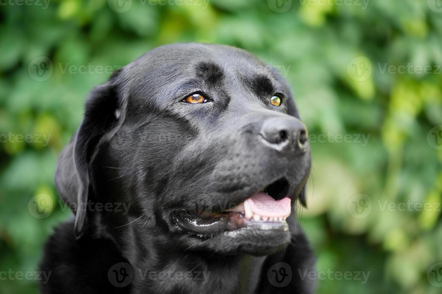 A black dog on a green blurred background. Labrador retriever portrait. photo