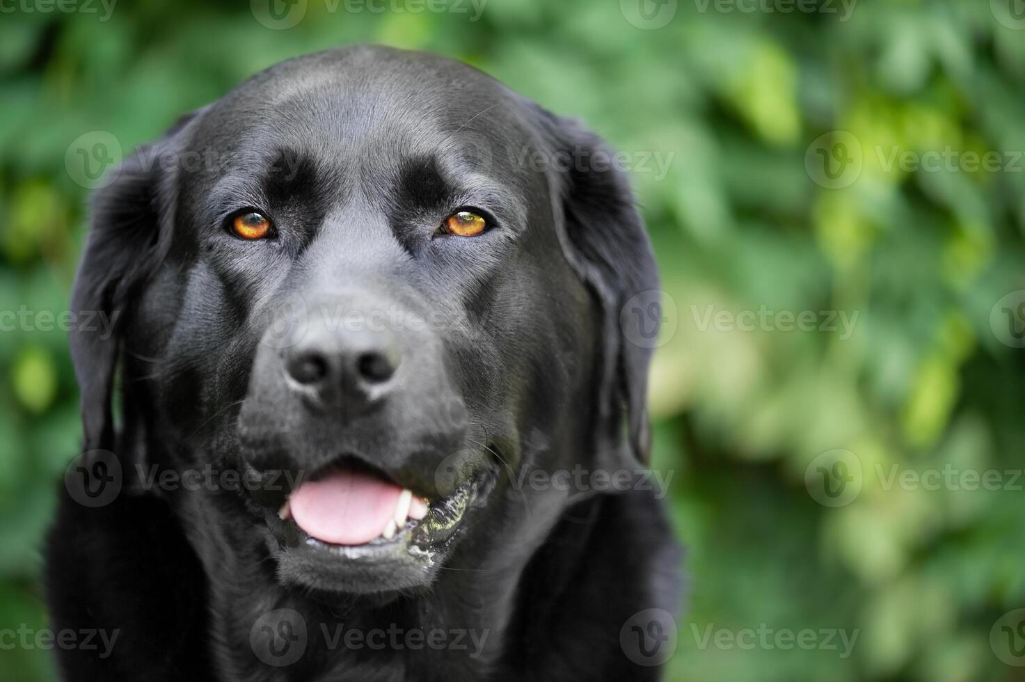 Portrait of a black labrador retriever dog. Pet dog on a green background. photo