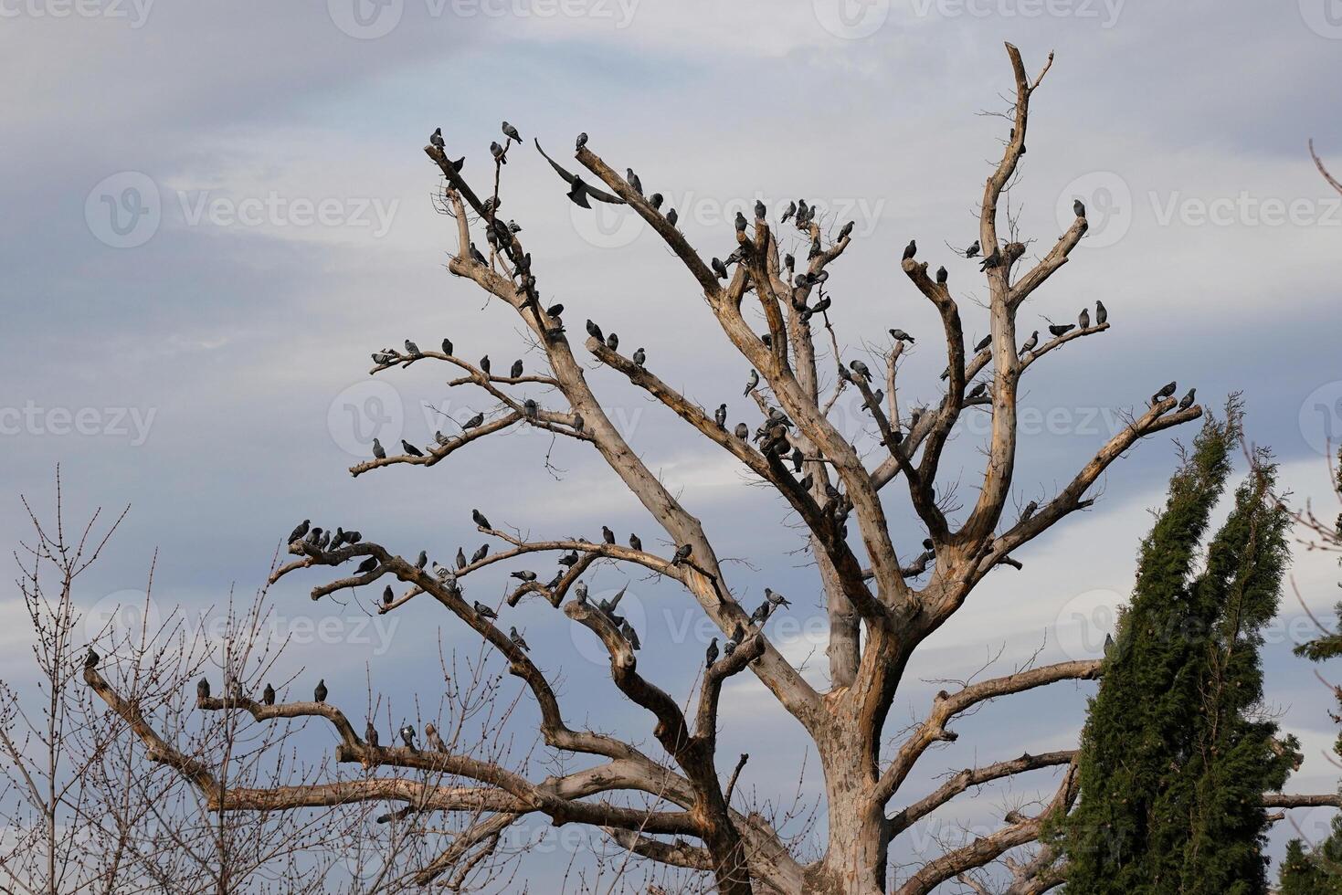 Birds on a dry tree photo