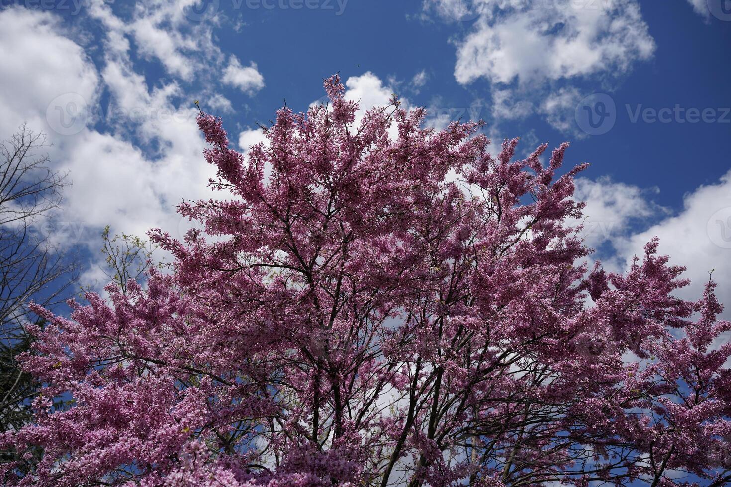 Blossom Flower on Tree Branch photo