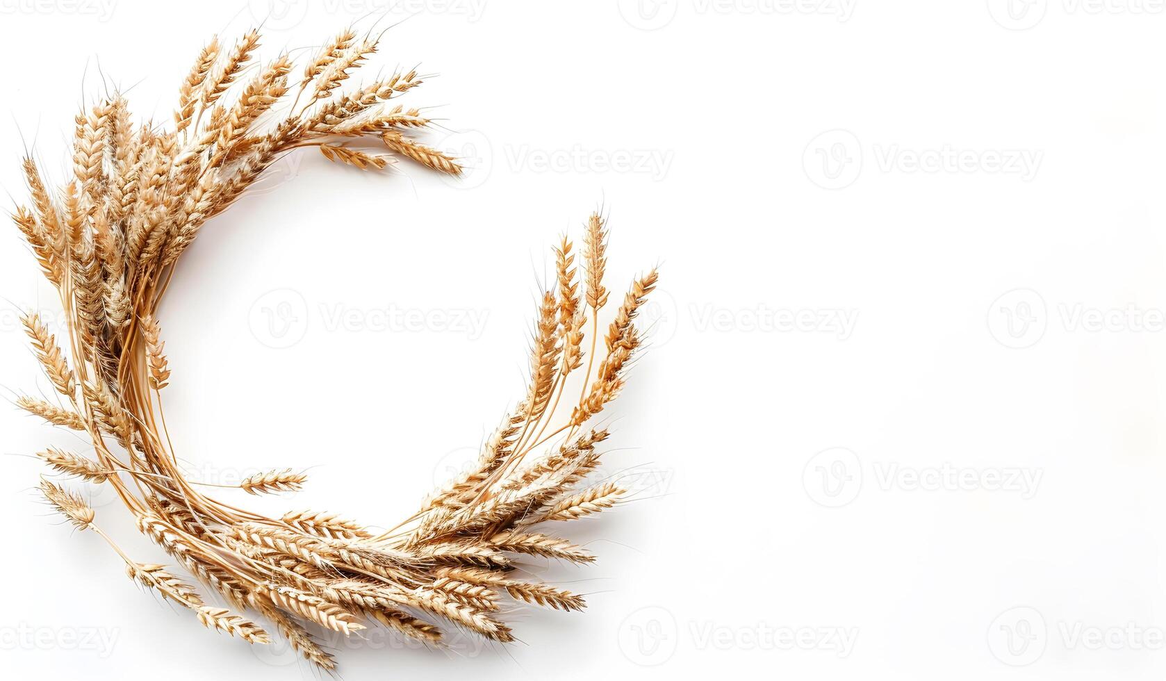 Wheat ears on a white background photo