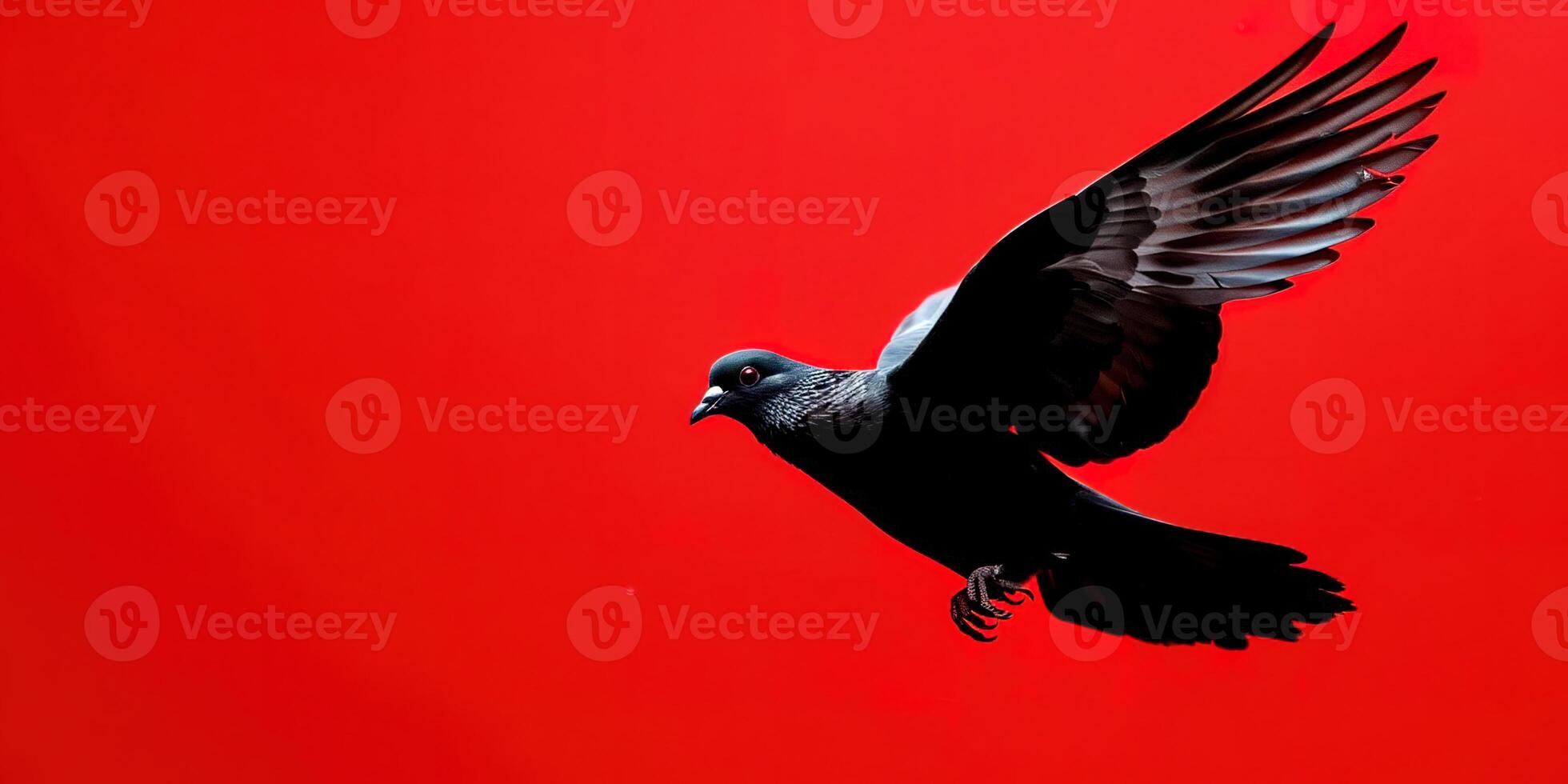 A black dove on a red background photo