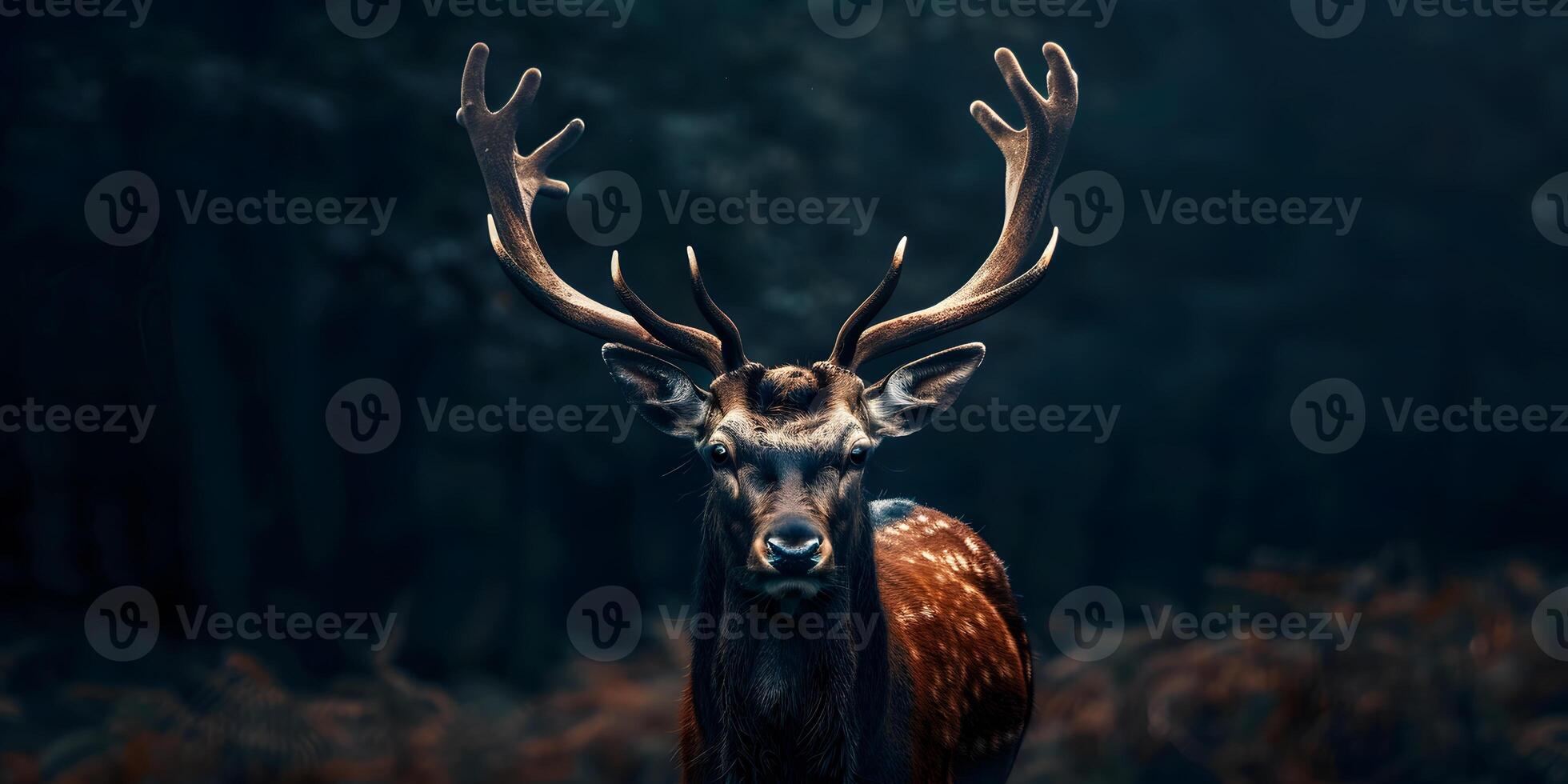 animal antler deer photo