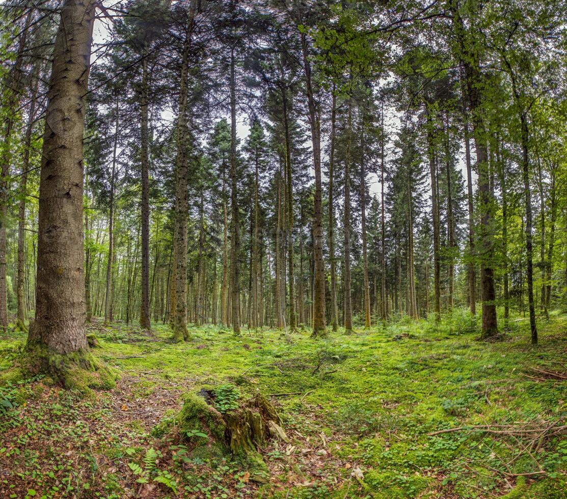 Panoramic picture of a natural dense German forest in summer with lots of green ground vegetation photo