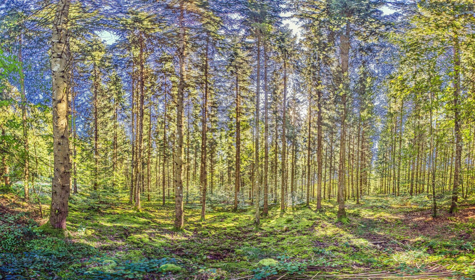 Panoramic picture of a natural dense German forest in summer with lots of green ground vegetation photo