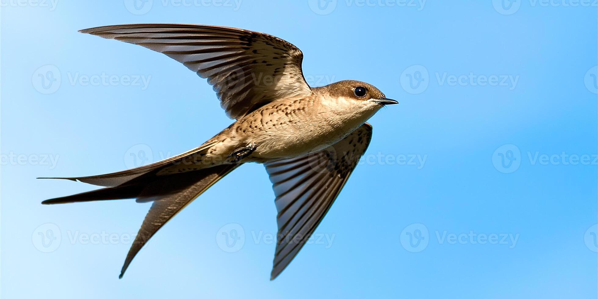 Flying swift bird photo