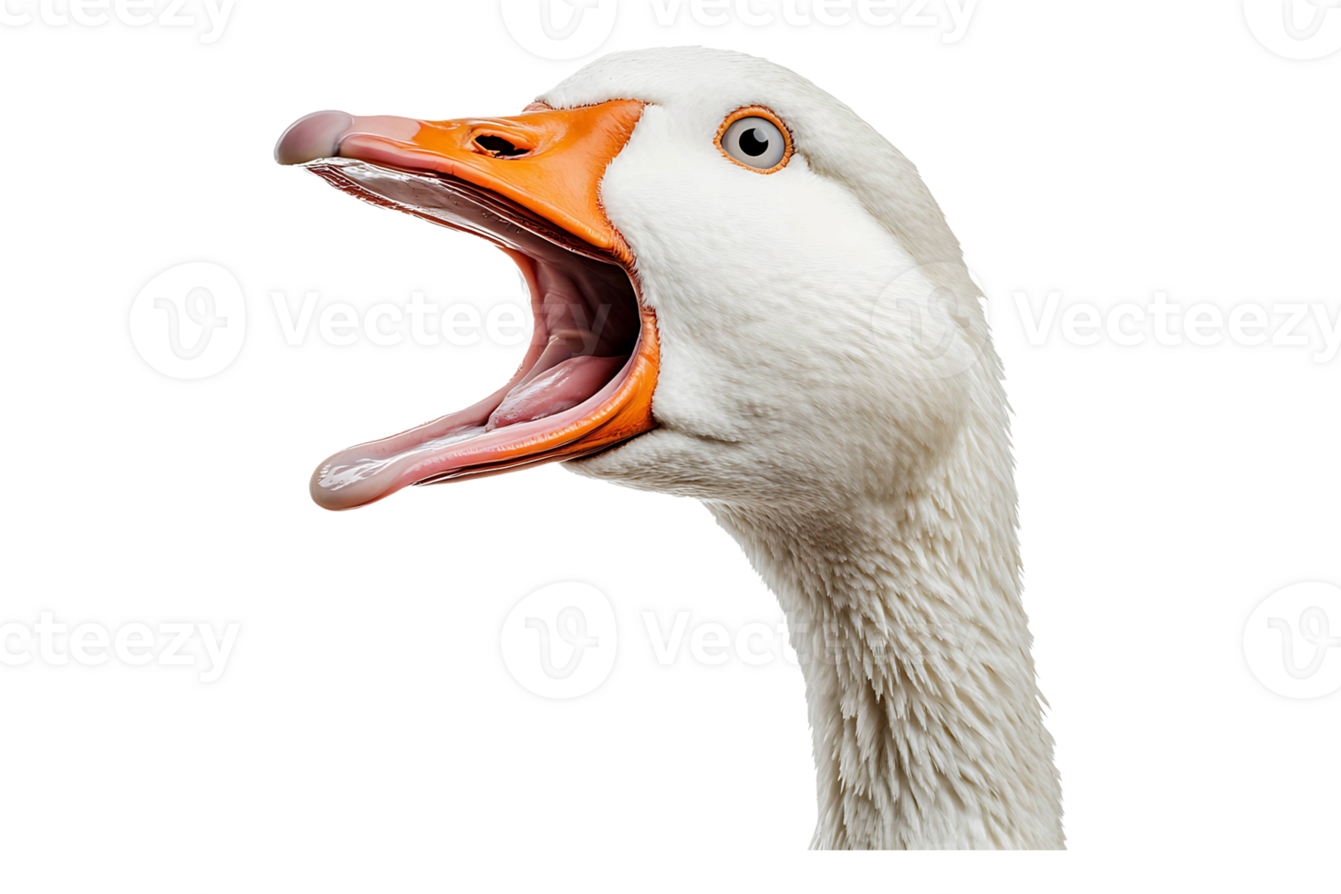 A white goose with its mouth open png