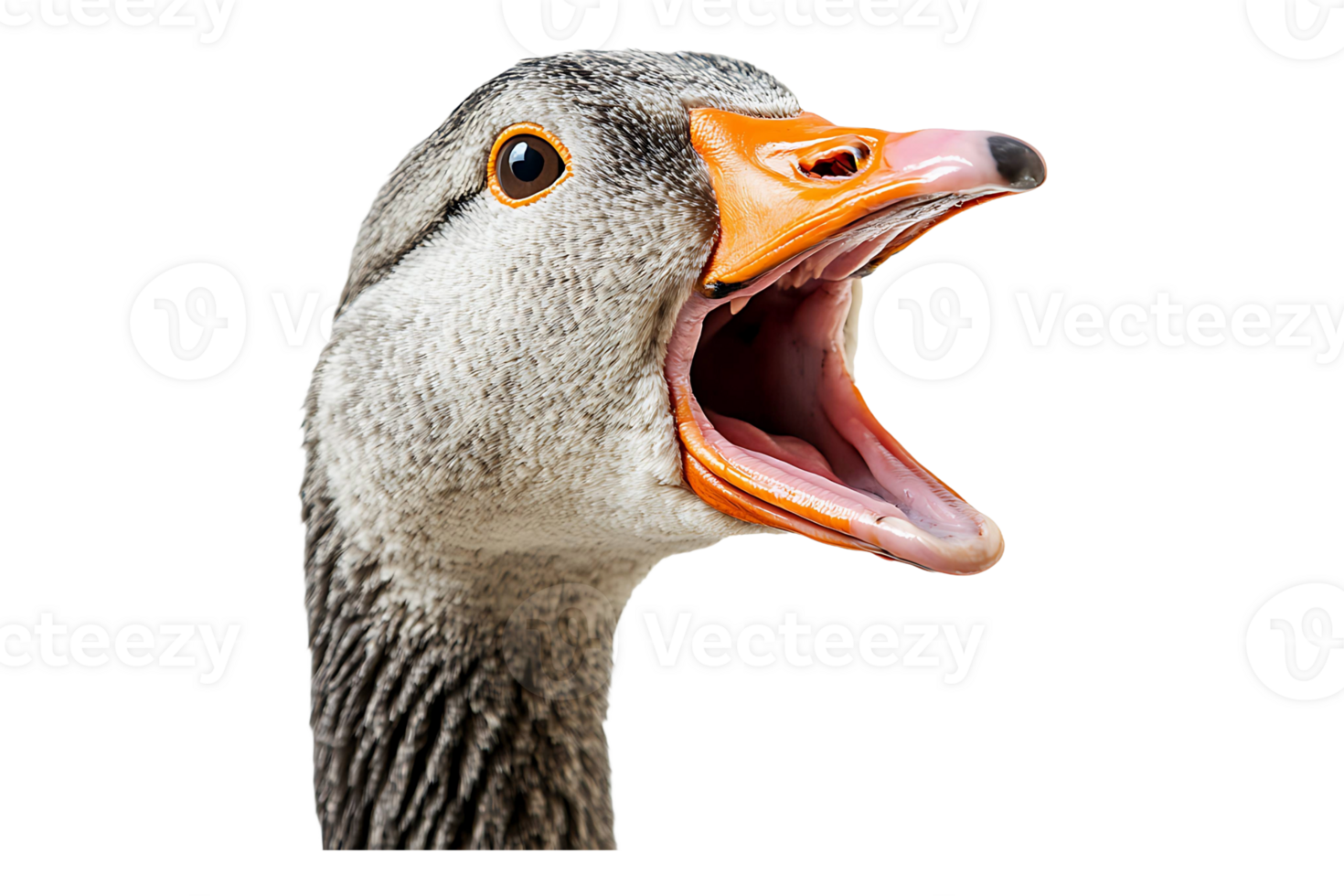A goose with its mouth open png
