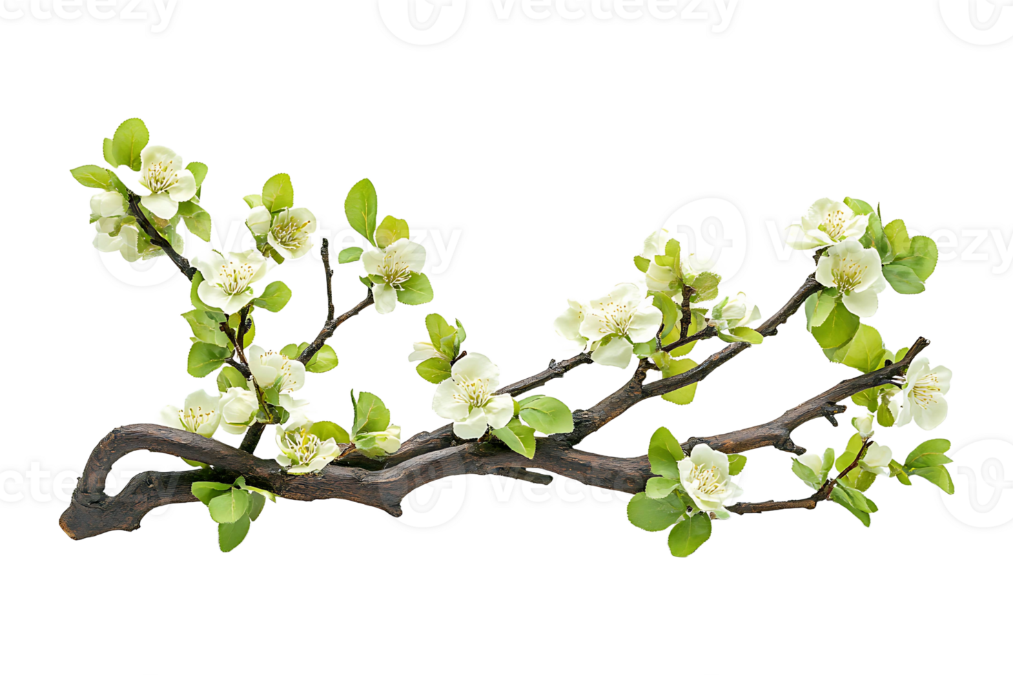 A branch with white flowers on it png
