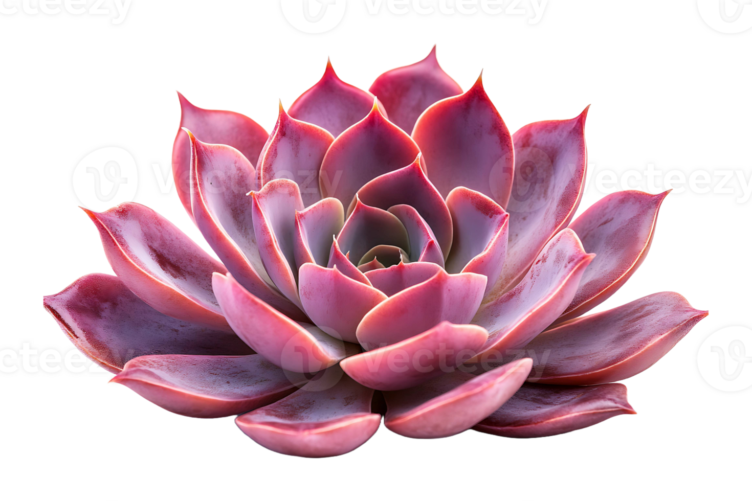 Macro shot of a vivid pink succulent isolated on transparent background. png