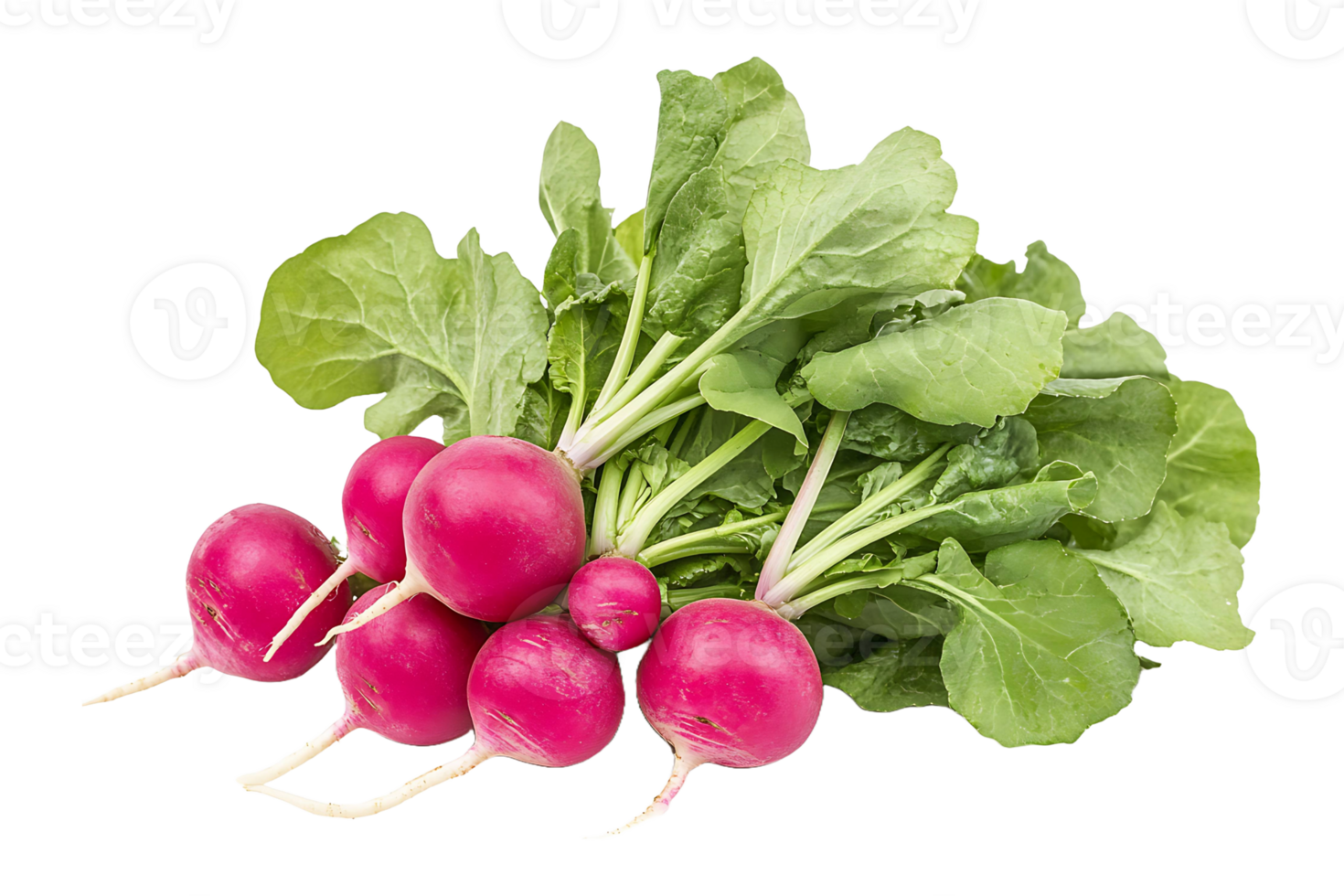 Radish isolated on transparent background png