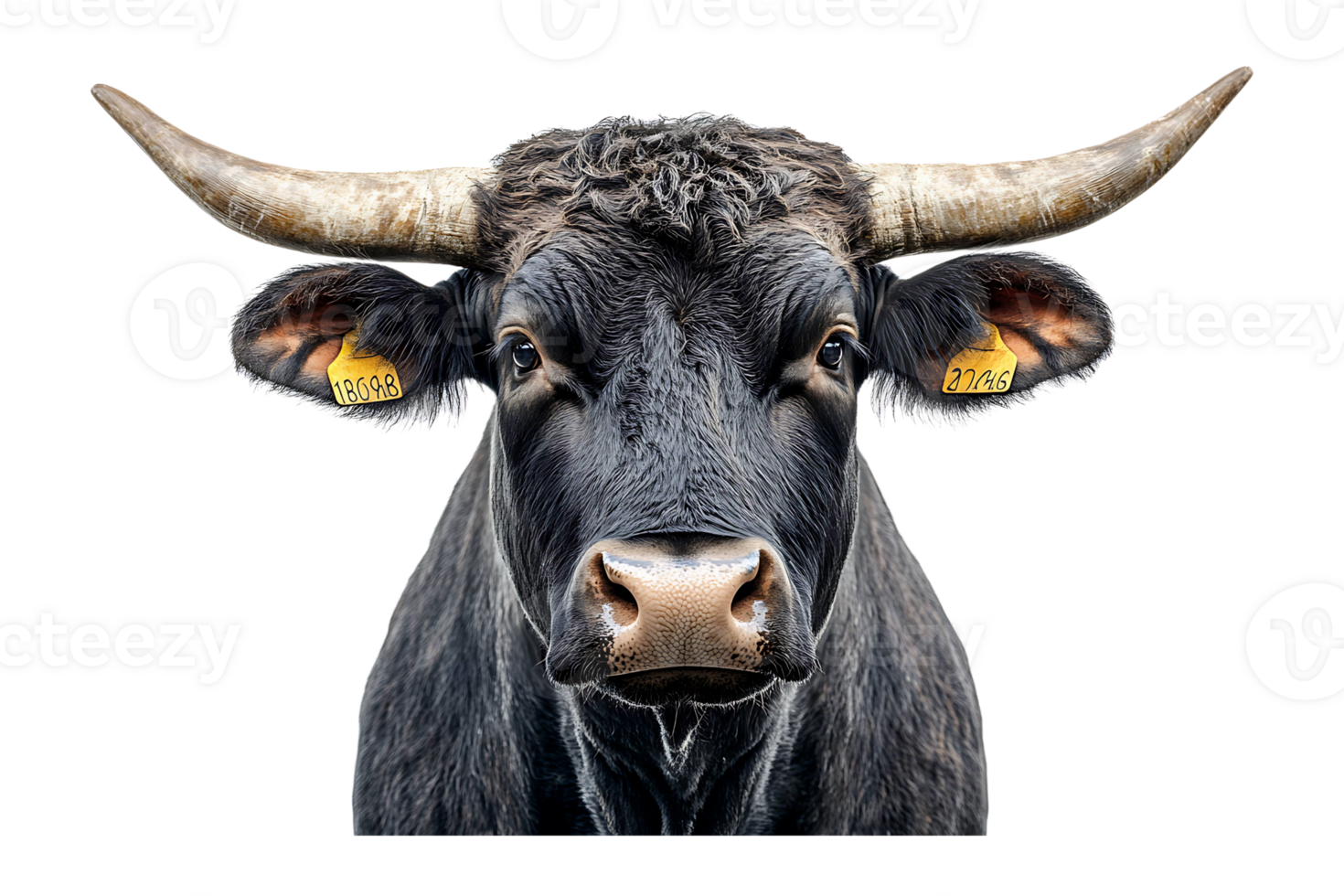 Strong bull portrait isolated on transparent background. png