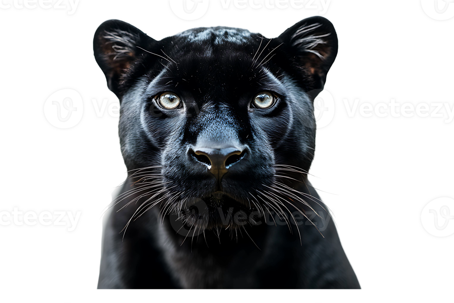 Portrait of a black panther looking at the camera isolated on transparent background png
