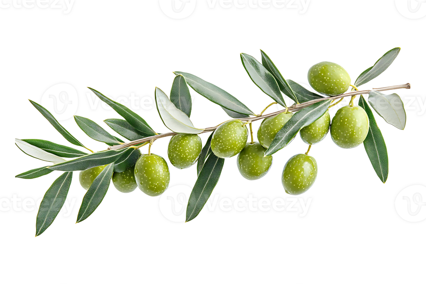Olive branch with black olives isolated on transparent background. png