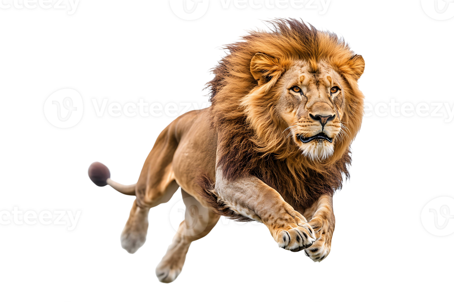 Lion sprinting isolated on transparent background. png