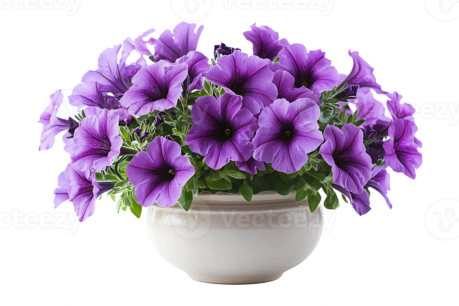 Purple petunias in a vase isolated on transparent background png