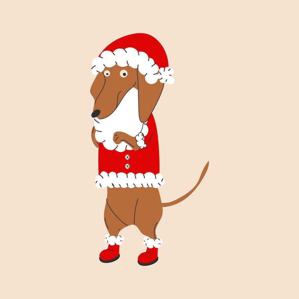 Dachshund in a Santa Claus costume with a beard. Merry Christmas vector