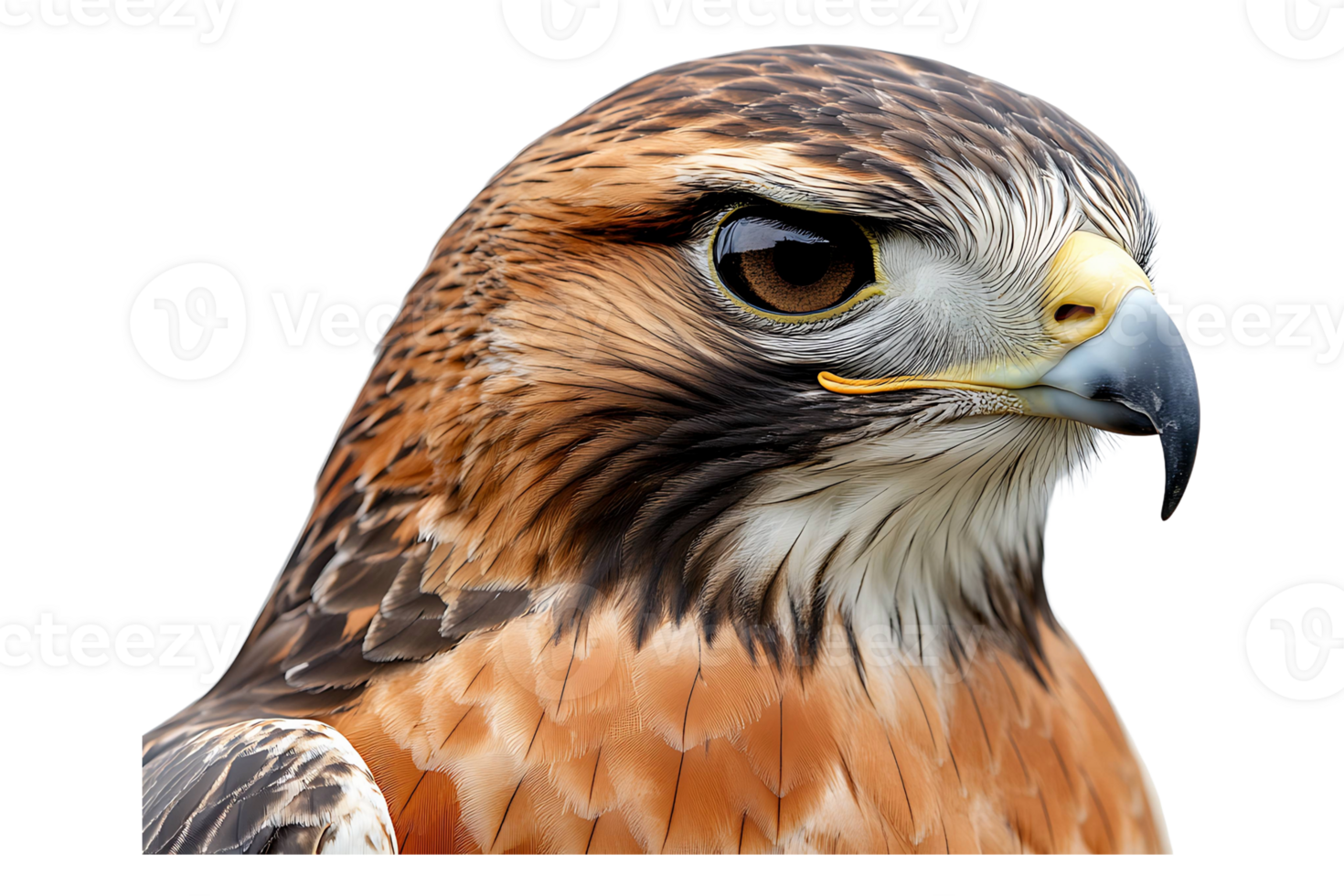 A close up of a hawk's head png