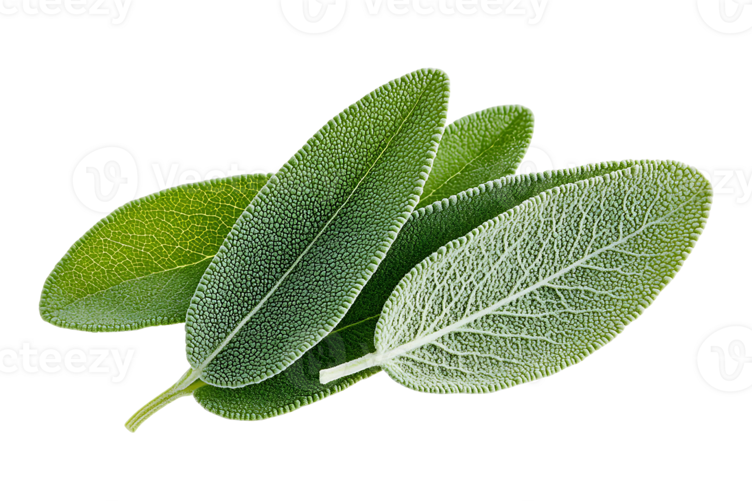 Sage leaves isolated on transparent background png