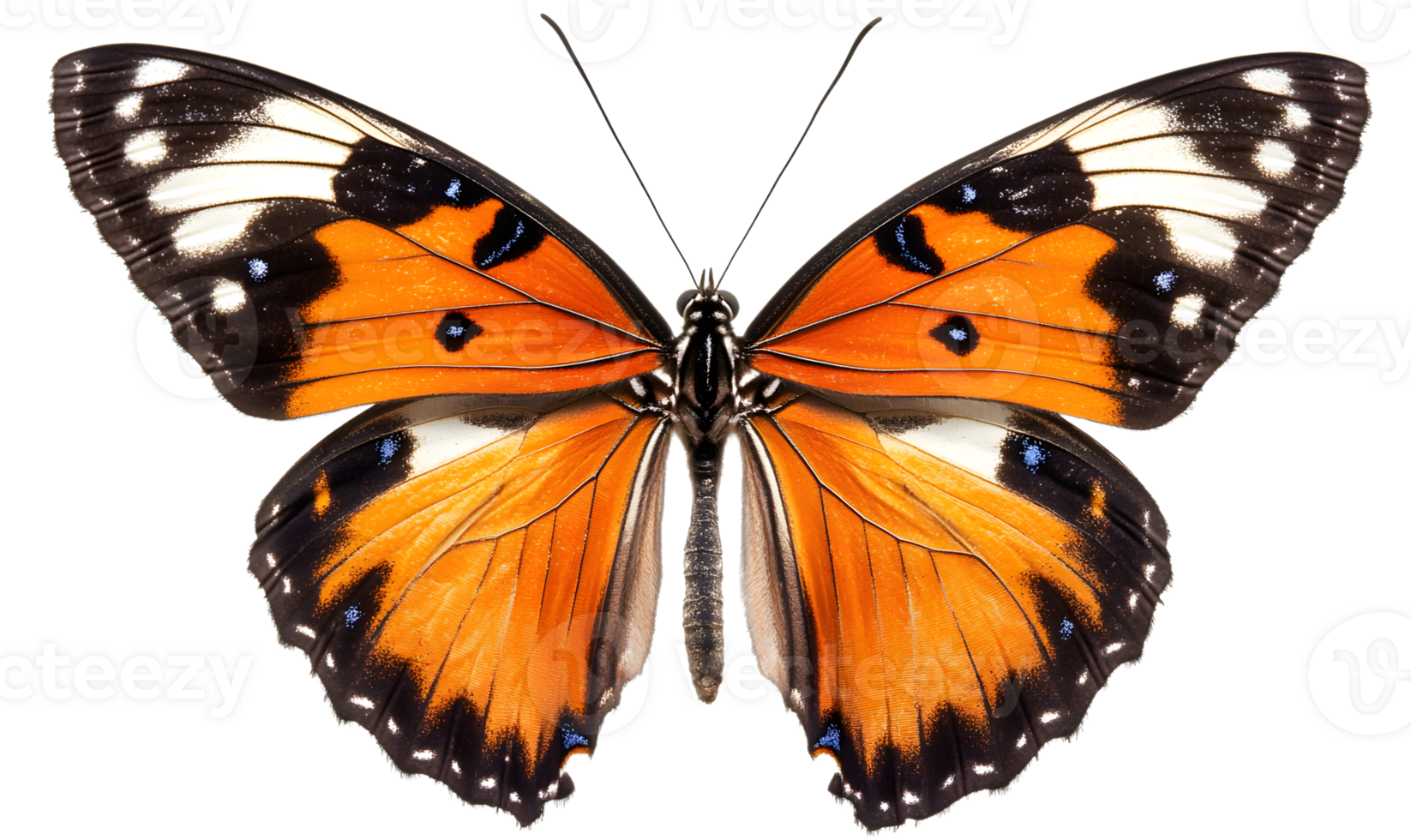An orange and black butterfly is shown png
