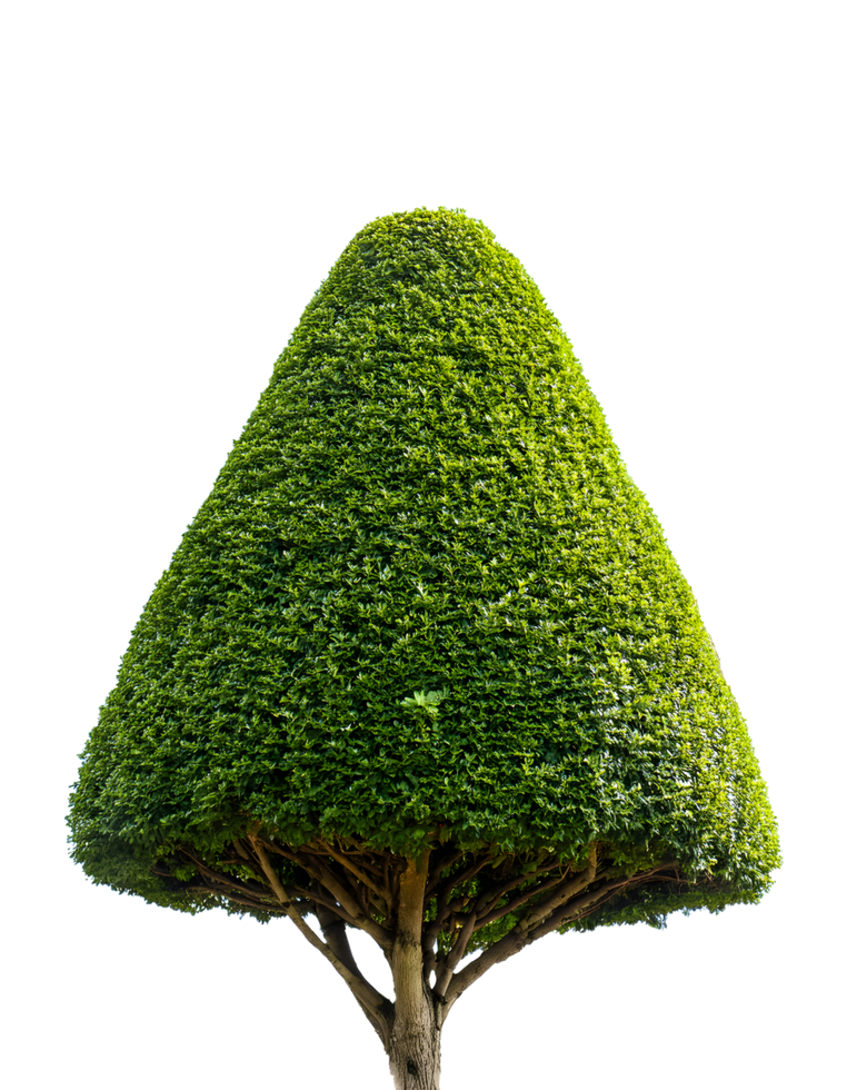 Beautiful urban trimmed tree, Dwarf hedges cut green tree isolated png