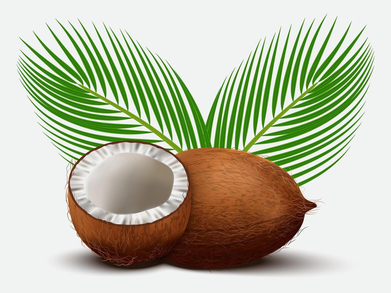 3D realistic set of whole coconut, coconut halves and palm leaves on white background. vector