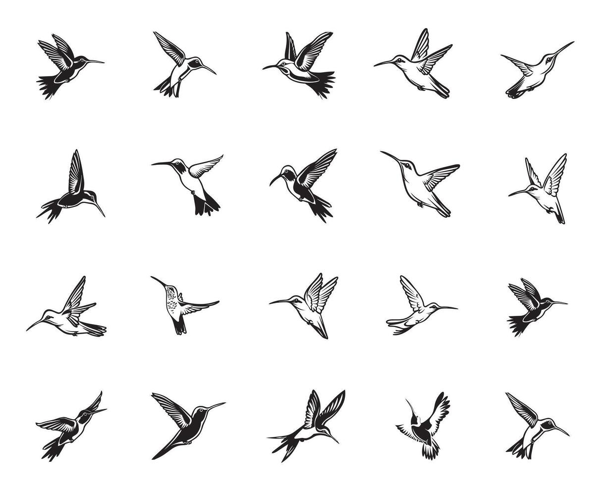 Set of Hummingbird illustration - Cute Hummingbird ClipArt Design vector