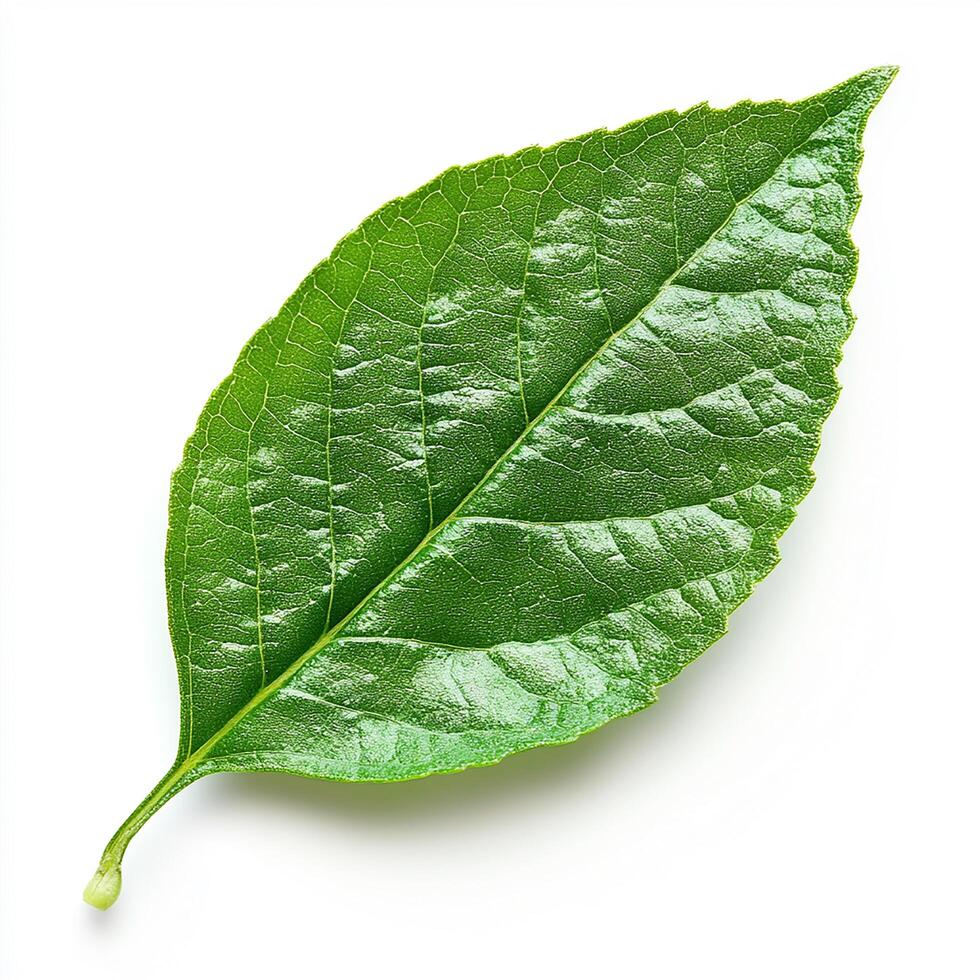 A single green leaf on a white background photo