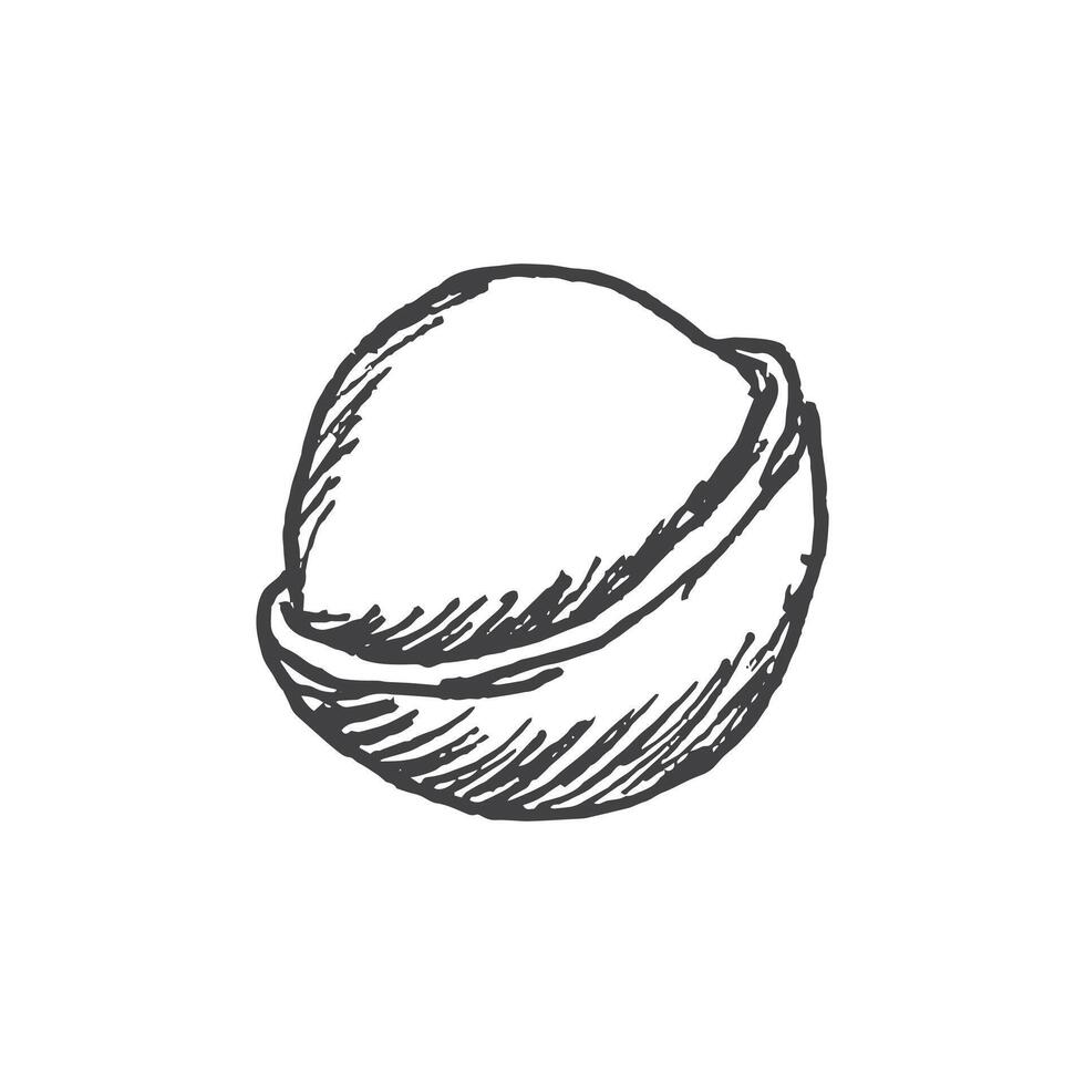 Macadamia nut, illustration hand drawn vector