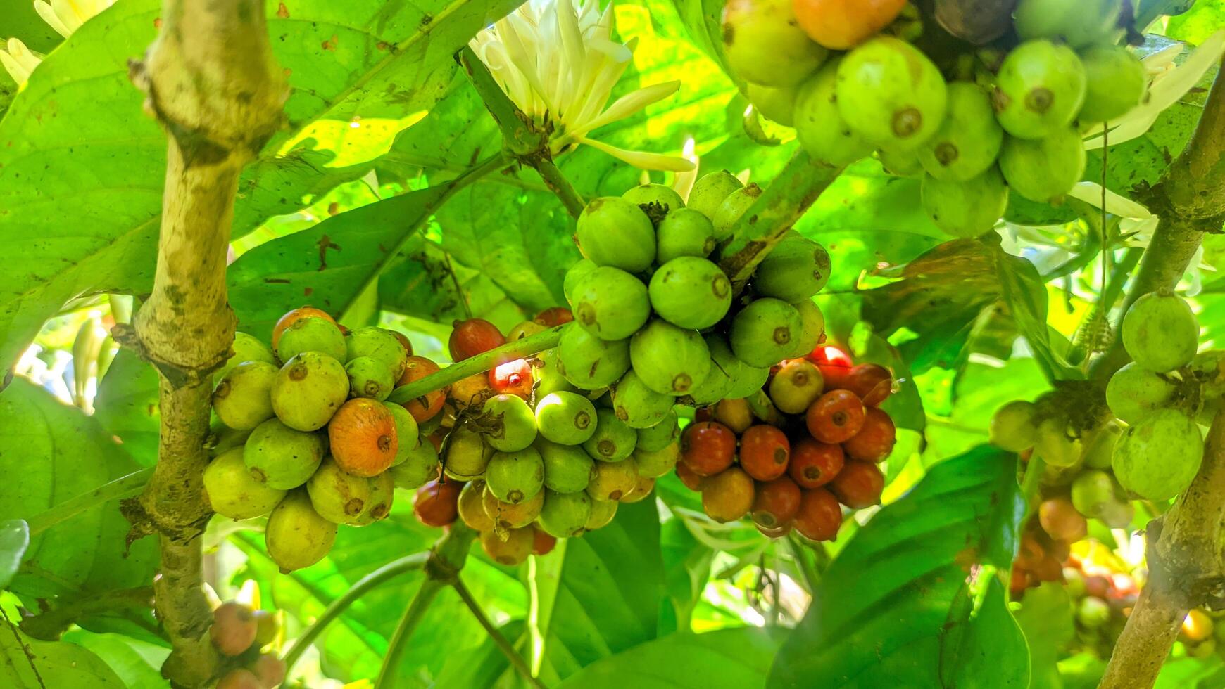 coffee that is red on the tree and ready to be harvested photo