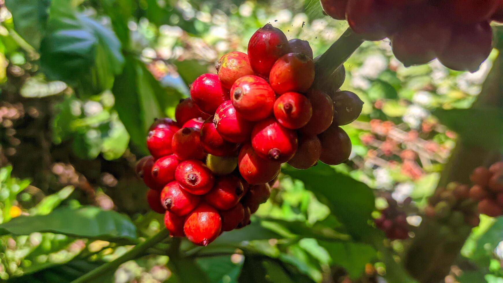 coffee that is red on the tree and ready to be harvested photo