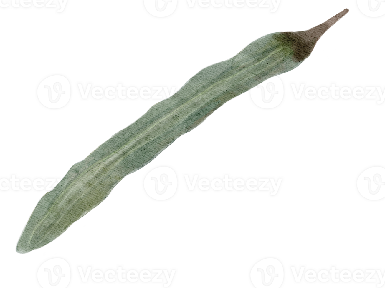 waterverf moringa stok kruid geïsoleerd Aan achtergrond png