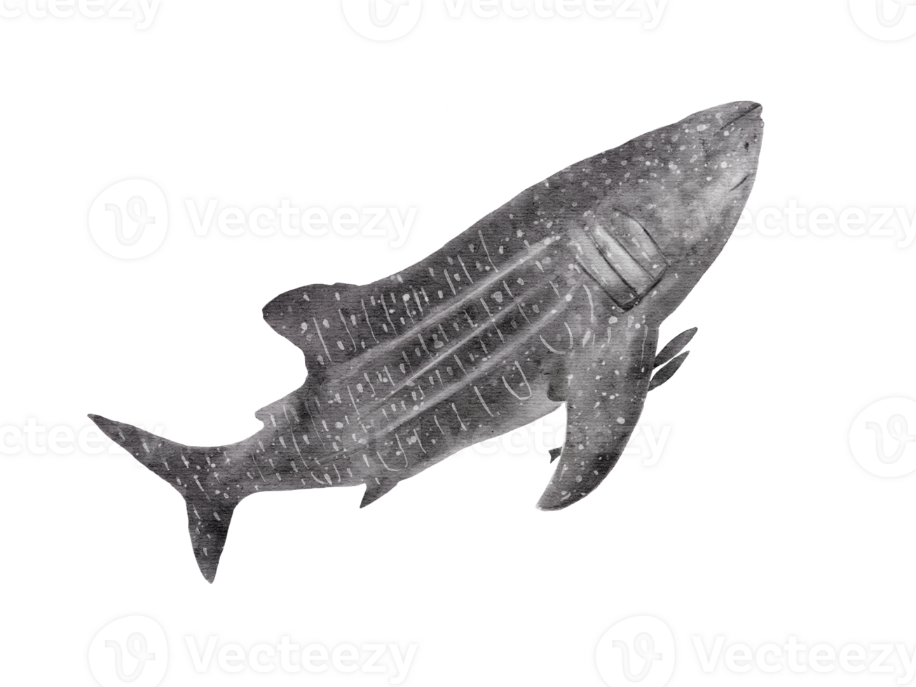 watercolor of whale shark isolated on background png
