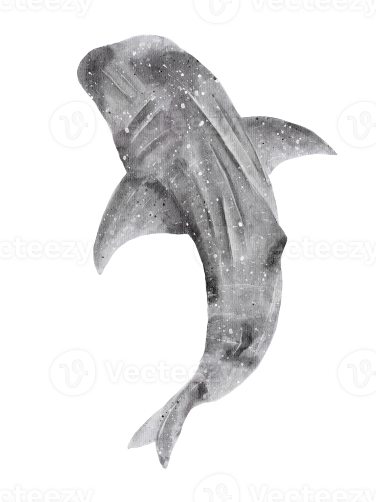watercolor handdrawn of whale shark posture isolated on background png