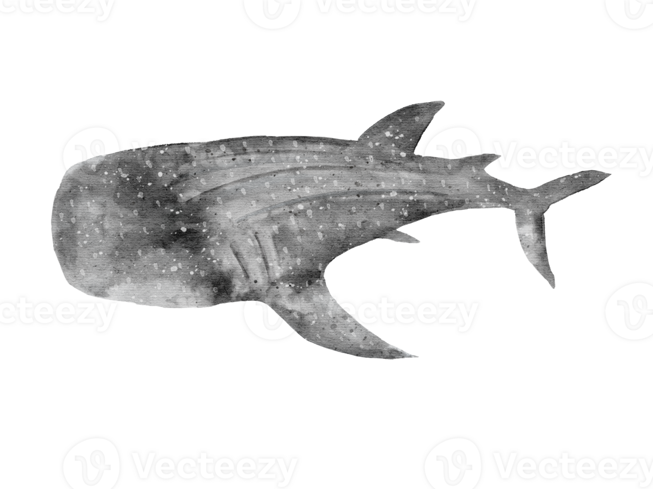 watercolor handdrawn of whale shark posture isolated on background png
