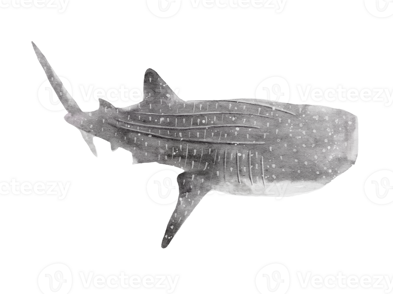 watercolor handdrawn of whale shark posture isolated on background png