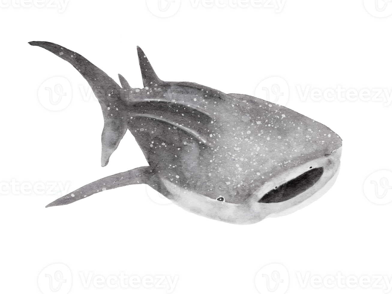 watercolor handdrawn of whale shark posture isolated on background png
