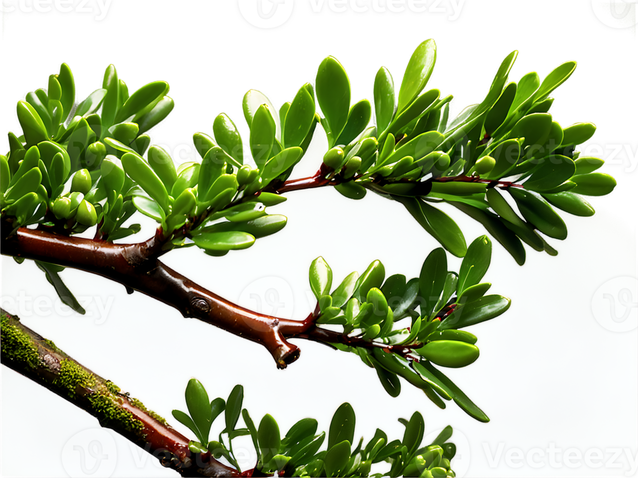 A branch of a tree with green leaves png
