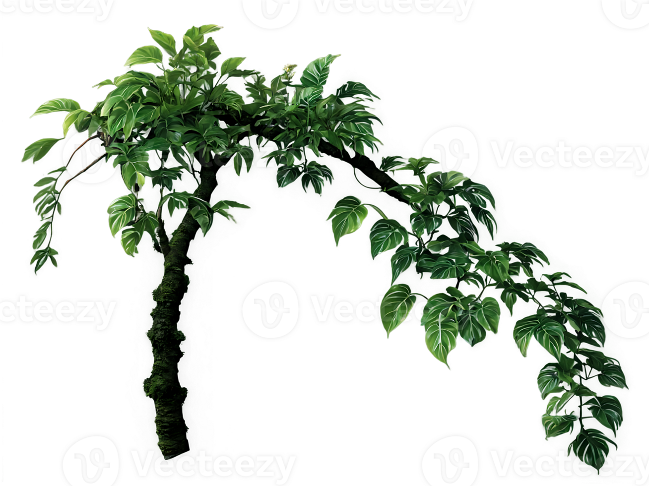 a tree with leaves on it png