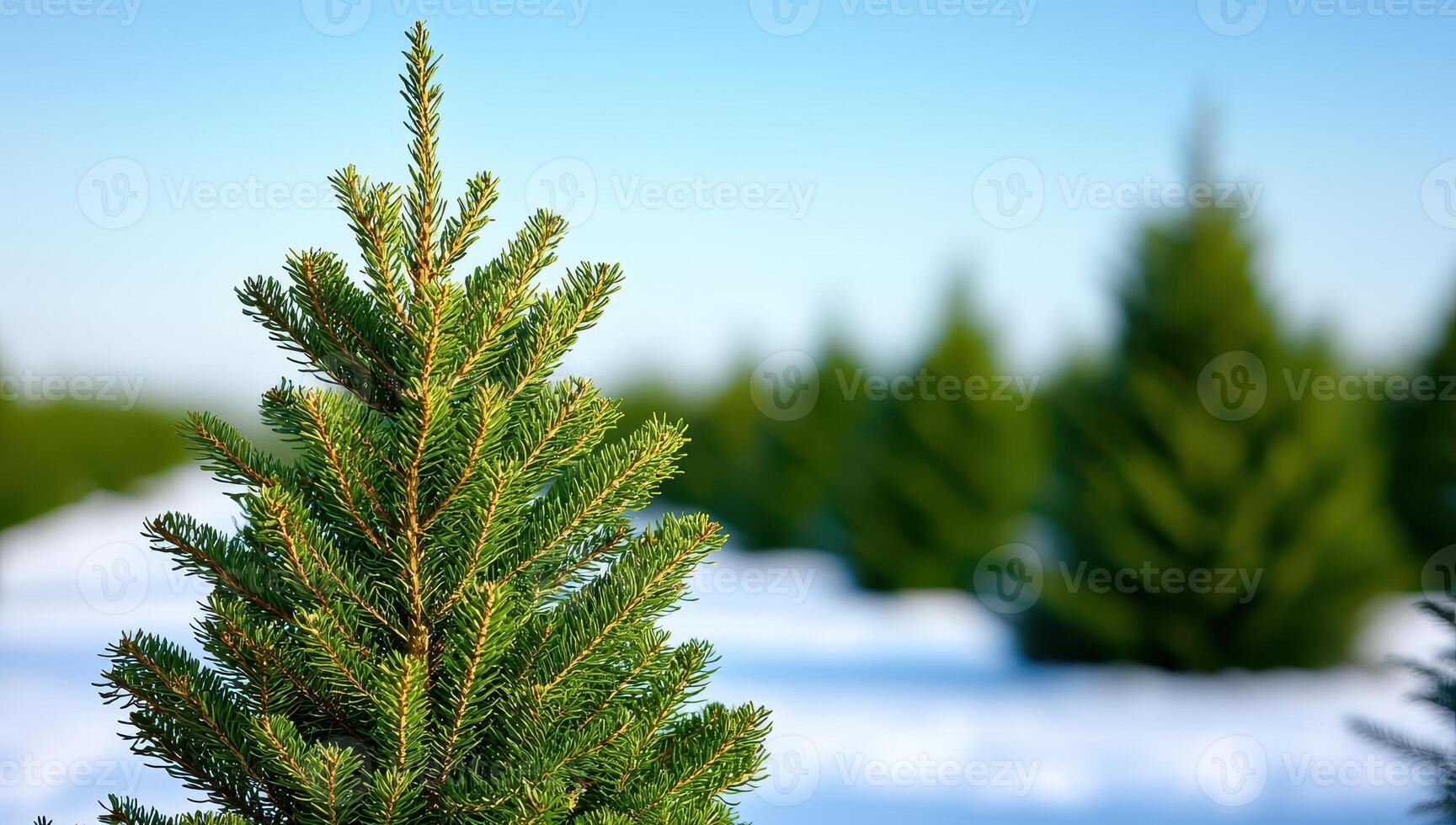 Fresh green pine tree in focus with more in the background on a Christmas tree farm covered in snow. photo