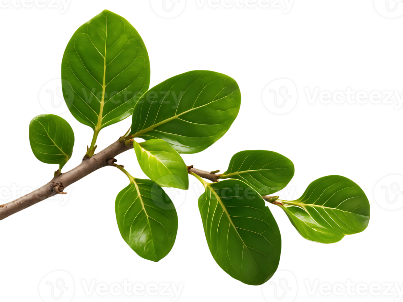 an image branch with leaves on it png