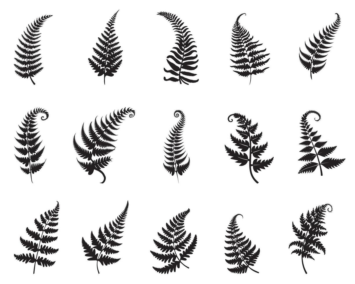 Collection of Fern Leaves illustration - Fern Leaf silhouette ClipArt Design vector