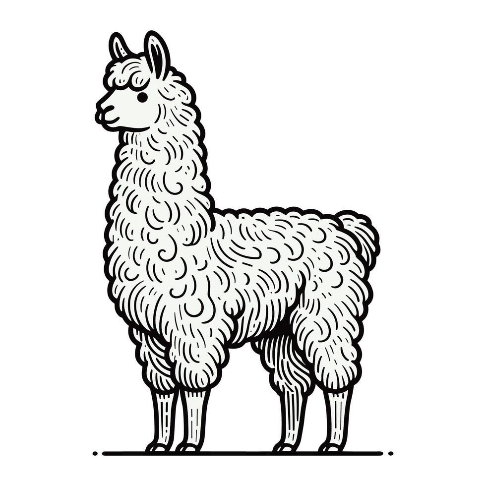 Hand drawn Fluffy Llama Curly Fur in Minimalist Style Detailed Animal Illustration vector