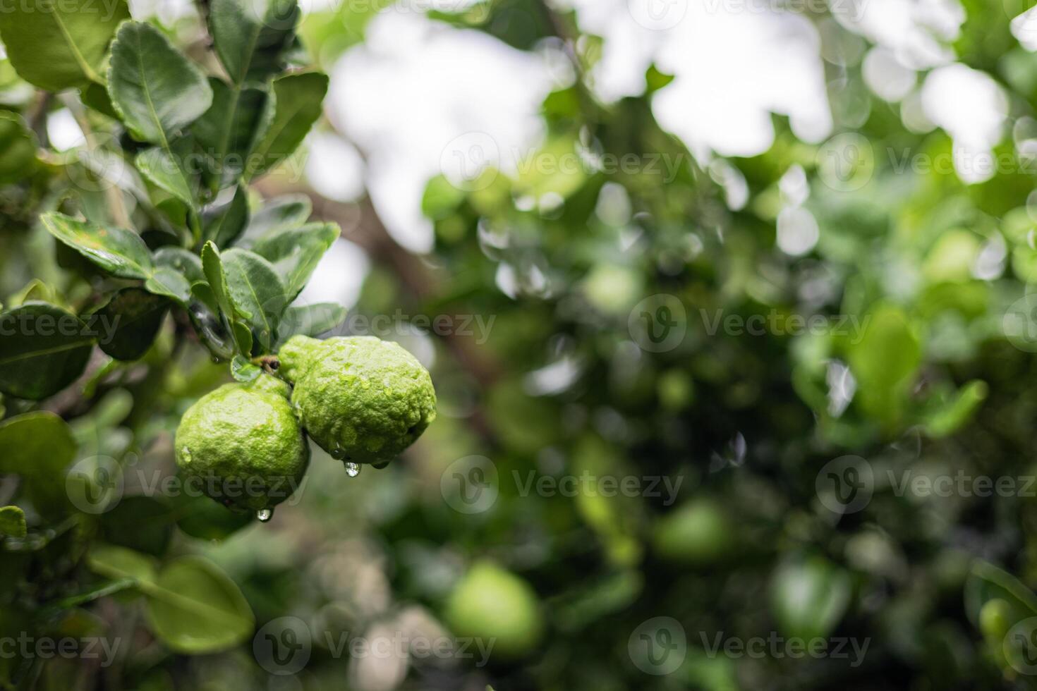 Kaffir Lime Fruit On The Tree photo