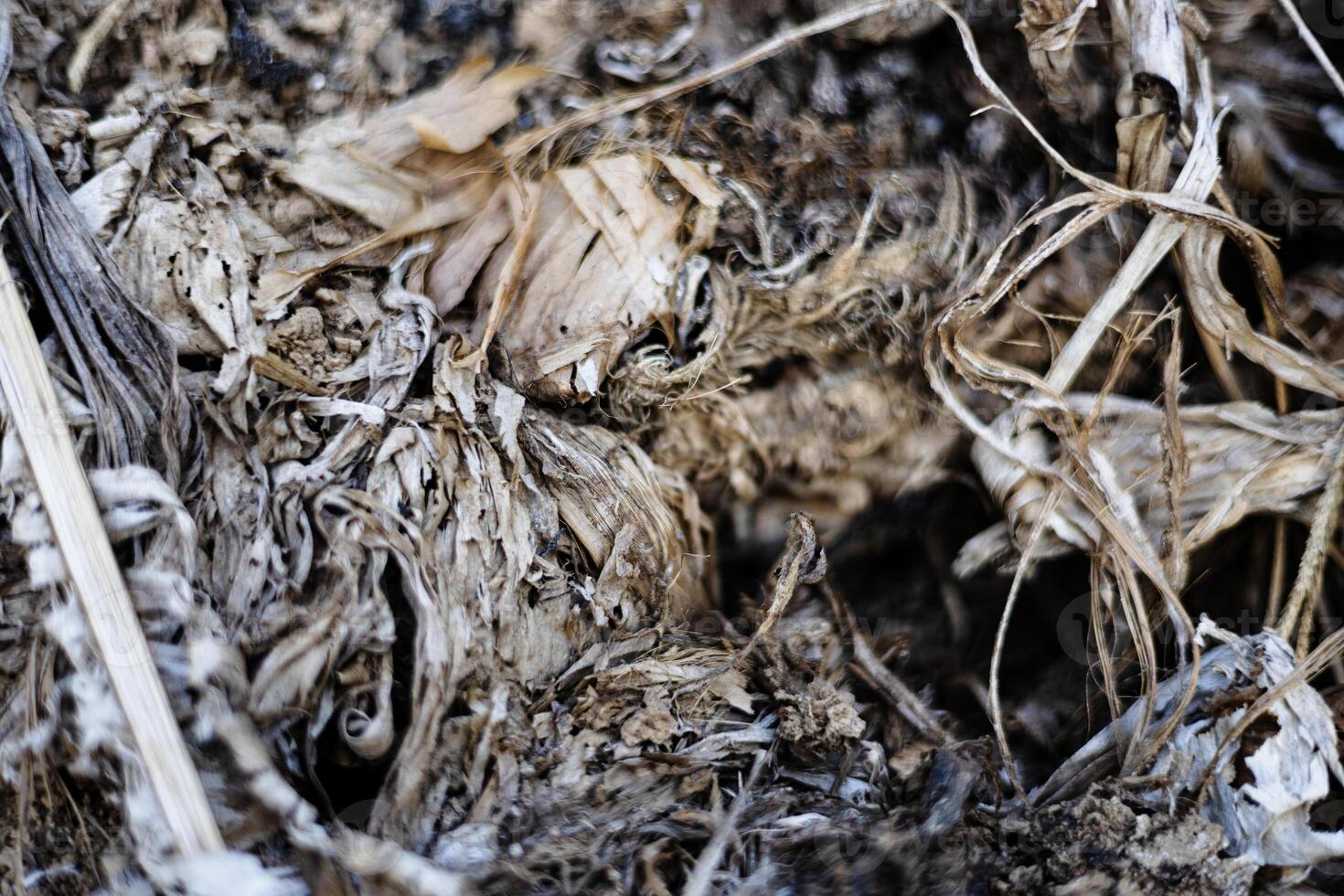 Wood Scraps And Burnt Grass photo
