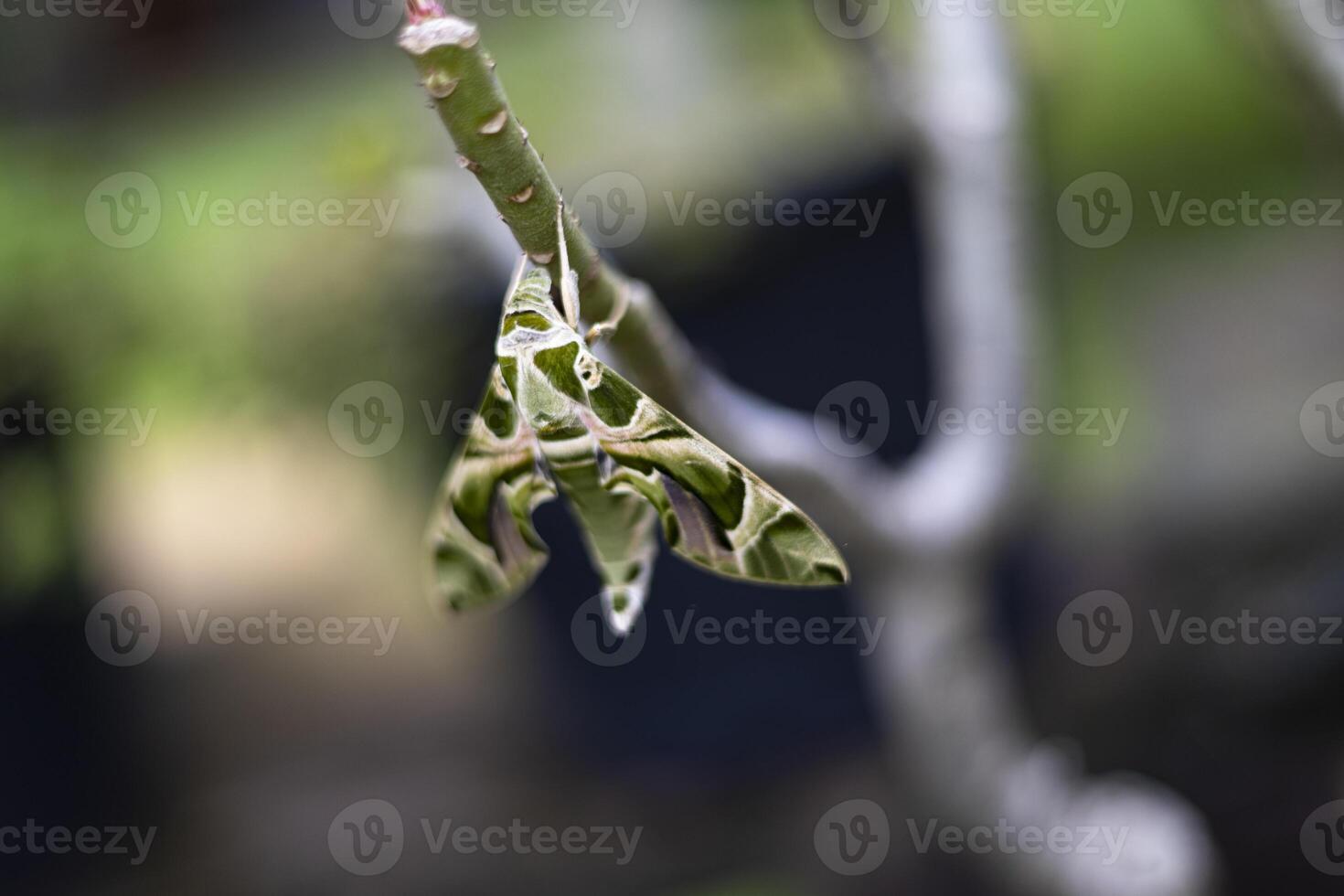 Sphinx Moth Resting On Branch photo