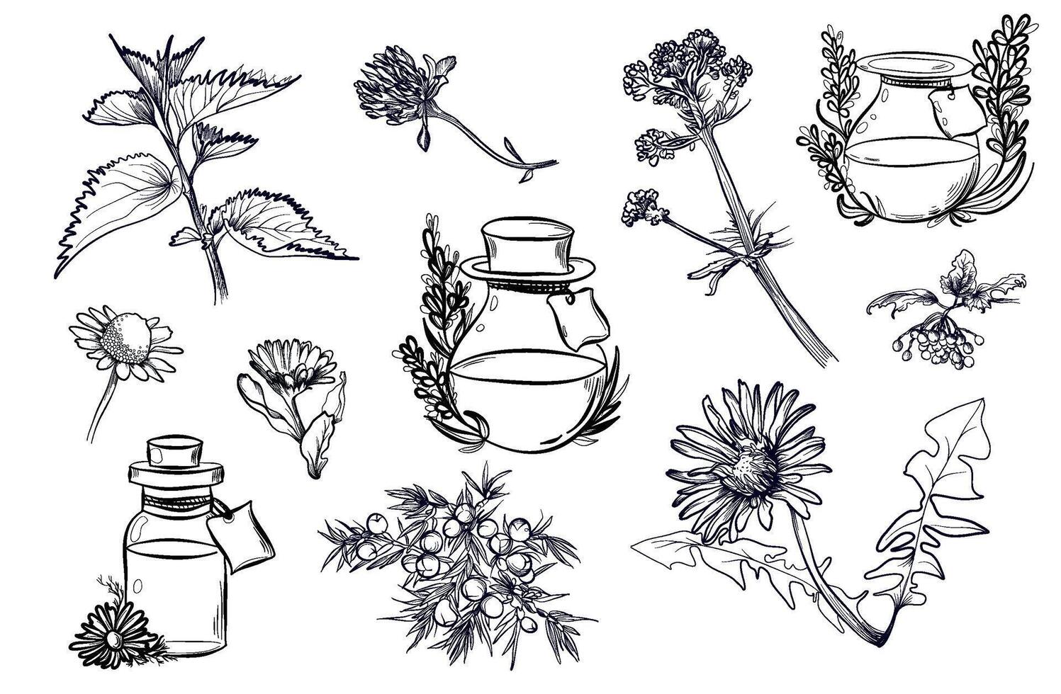 a set of hand-drawn drawings of jars with essential oils surrounded by plants vector